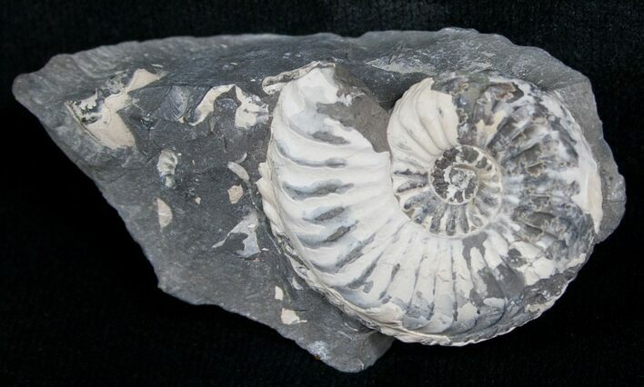 White Pleuroceras Ammonite - Germany #6167